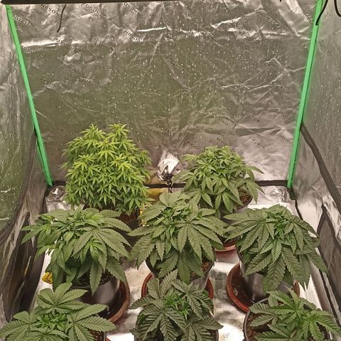 Blueberry Zkittlez Automatic growlog timeline photo