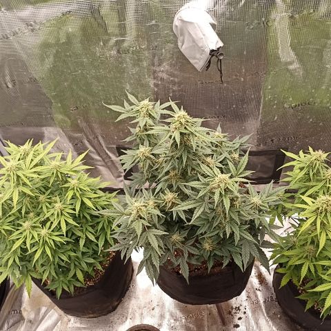 Blueberry Zkittlez Automatic growlog timeline photo