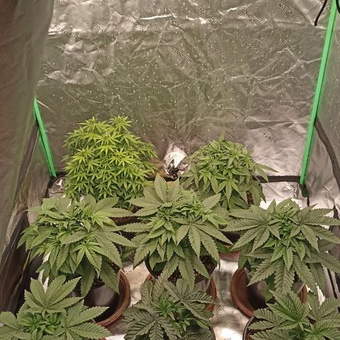 Blueberry Zkittlez Automatic growlog timeline photo