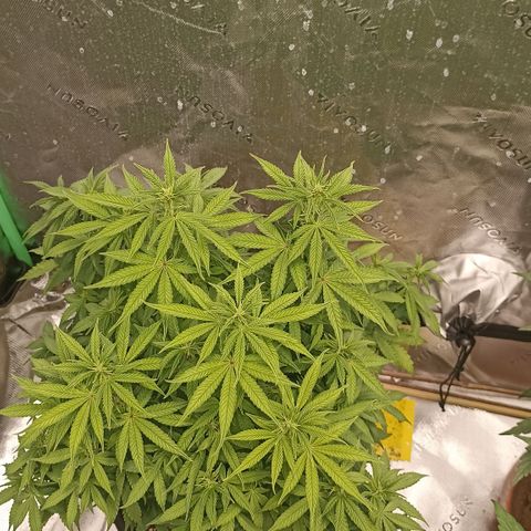 Blueberry Zkittlez Automatic growlog timeline photo