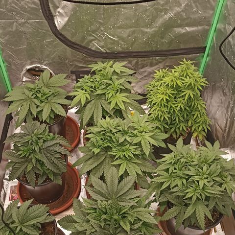 Blueberry Zkittlez Automatic growlog timeline photo