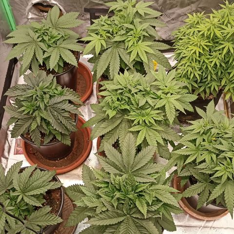 Blueberry Zkittlez Automatic growlog timeline photo