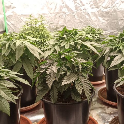 Blueberry Zkittlez Automatic growlog timeline photo