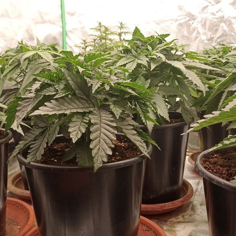 Blueberry Zkittlez Automatic growlog timeline photo