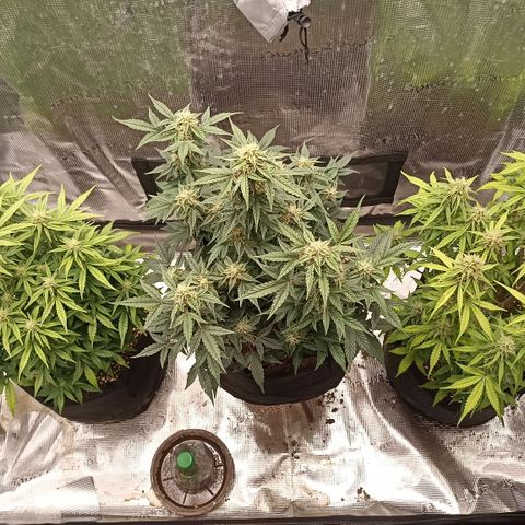 Blueberry Zkittlez Automatic growlog timeline photo