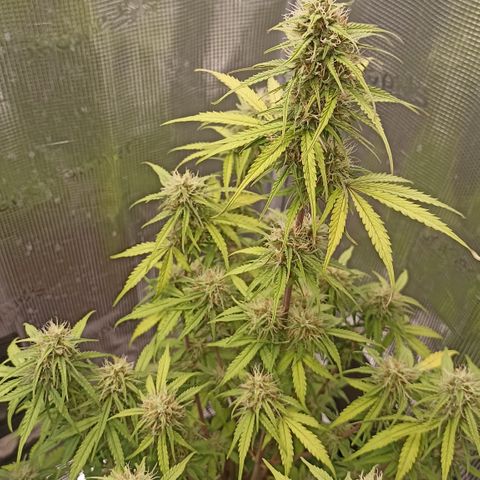 Blueberry Zkittlez Automatic growlog timeline photo