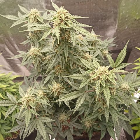 Blueberry Zkittlez Automatic growlog timeline photo