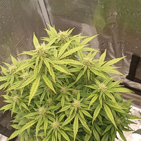 Blueberry Zkittlez Automatic growlog timeline photo