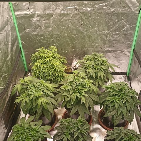 Blueberry Zkittlez Automatic growlog timeline photo
