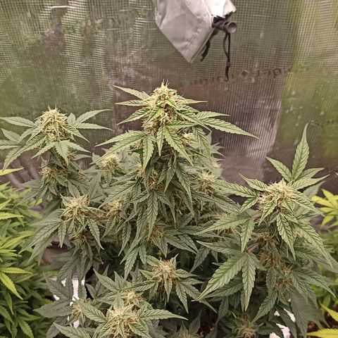 Blueberry Zkittlez Automatic growlog timeline photo