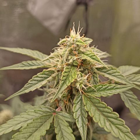 Blueberry Zkittlez Automatic growlog timeline photo