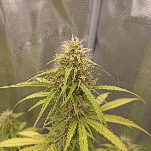 Blueberry Zkittlez Automatic growlog timeline photo