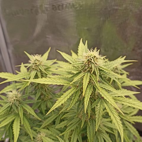 Blueberry Zkittlez Automatic growlog timeline photo