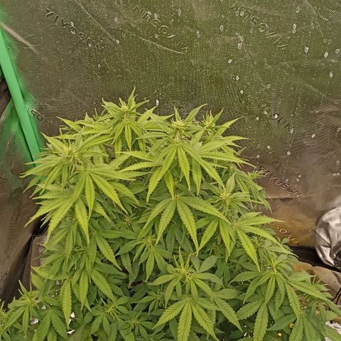 Blueberry Zkittlez Automatic growlog timeline photo