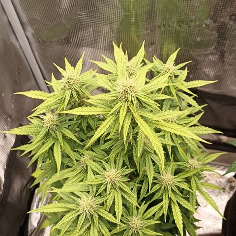 Blueberry Zkittlez Automatic growlog timeline photo
