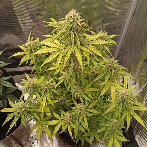 Blueberry Zkittlez Automatic growlog timeline photo