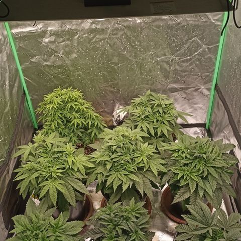 Blueberry Zkittlez Automatic growlog timeline photo