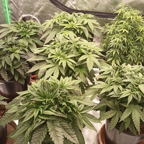 Blueberry Zkittlez Automatic growlog timeline photo