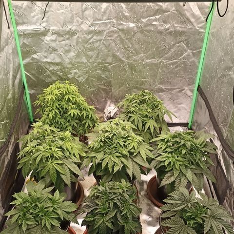 Blueberry Zkittlez Automatic growlog timeline photo