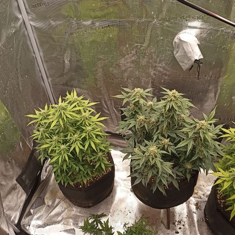 Blueberry Zkittlez Automatic growlog photo: BB #3 prune and defoliate
