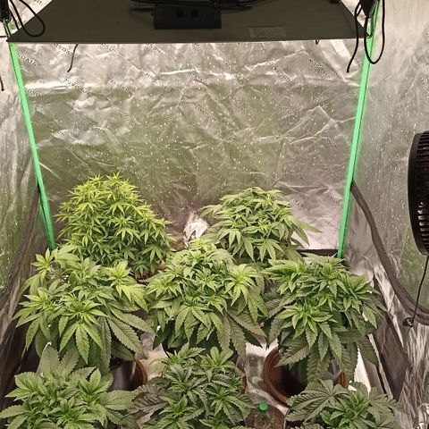 Blueberry Zkittlez Automatic growlog timeline photo