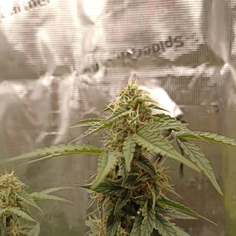 Blueberry Zkittlez Automatic growlog timeline photo