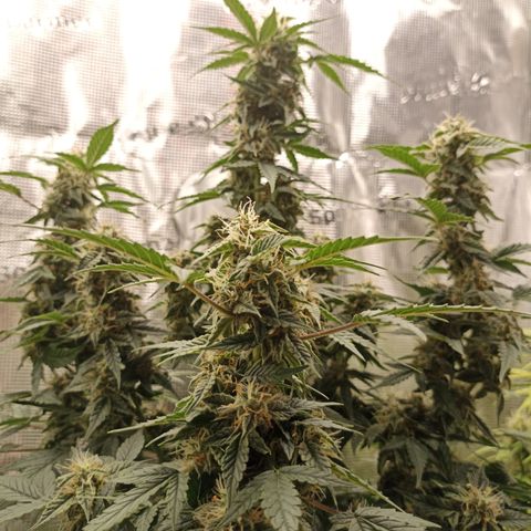 Blueberry Zkittlez Automatic growlog timeline photo