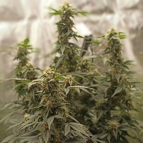 Blueberry Zkittlez Automatic growlog timeline photo