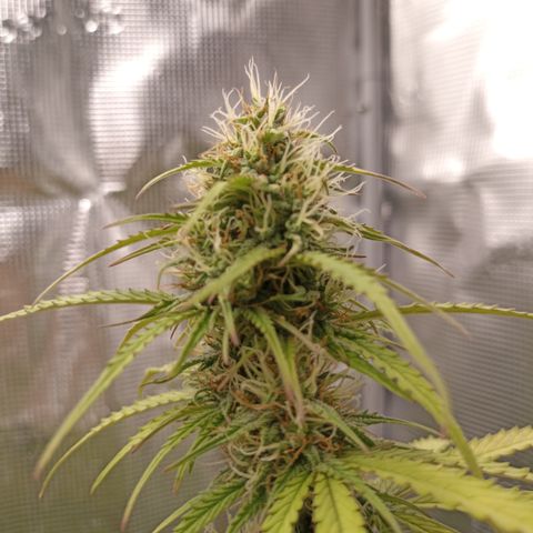 Blueberry Zkittlez Automatic growlog timeline photo