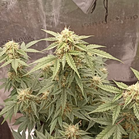 Blueberry Zkittlez Automatic growlog timeline photo