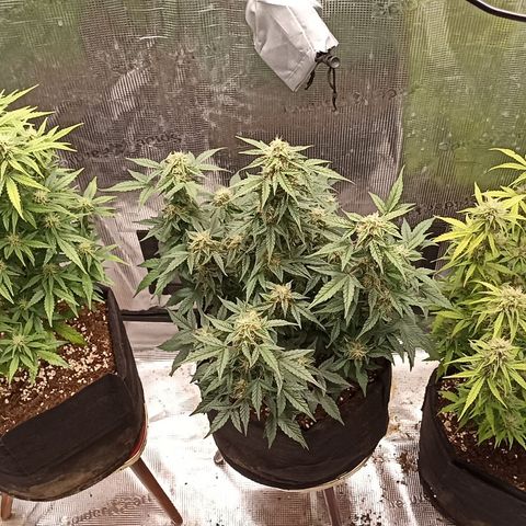 Blueberry Zkittlez Automatic growlog timeline photo