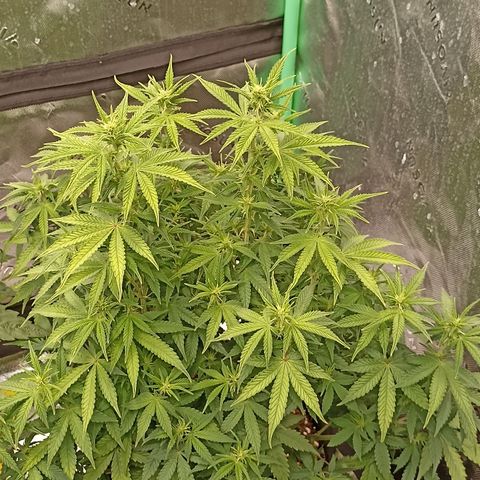 Blueberry Zkittlez Automatic growlog timeline photo