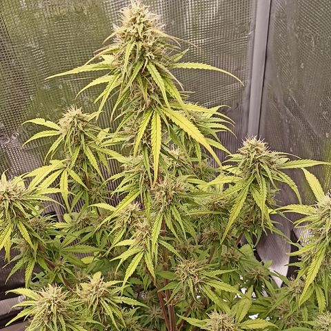 Blueberry Zkittlez Automatic growlog timeline photo