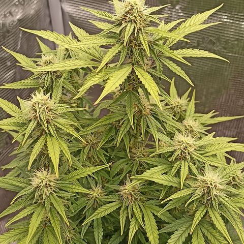 Blueberry Zkittlez Automatic growlog timeline photo