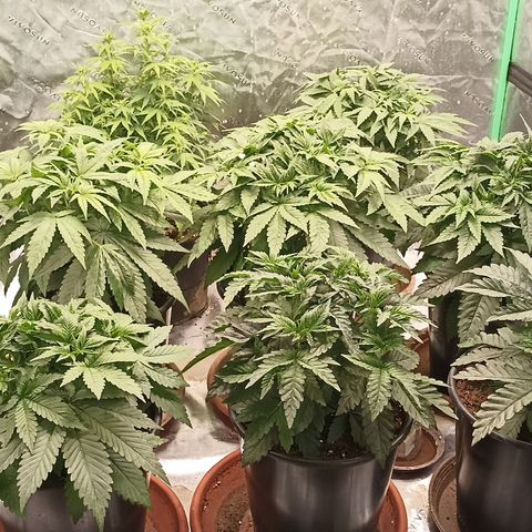 Blueberry Zkittlez Automatic growlog timeline photo