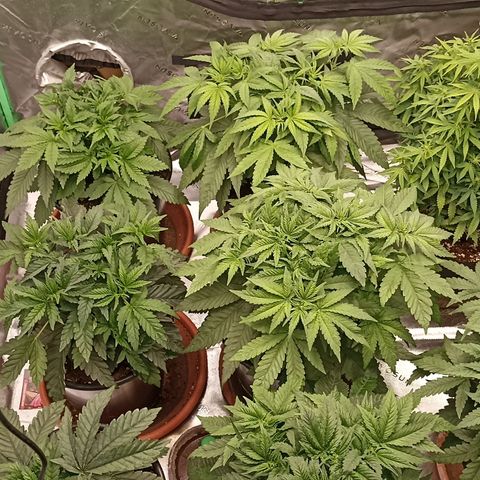 Blueberry Zkittlez Automatic growlog timeline photo