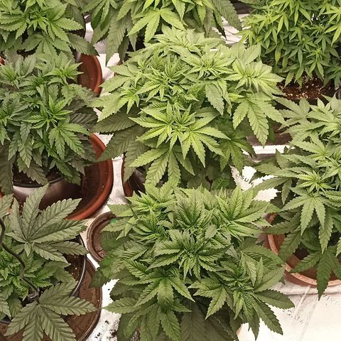 Blueberry Zkittlez Automatic growlog timeline photo