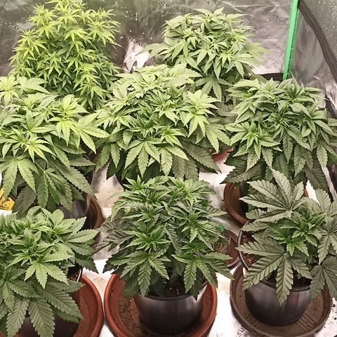 Blueberry Zkittlez Automatic growlog timeline photo