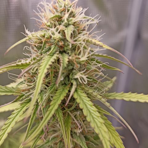 Blueberry Zkittlez Automatic growlog timeline photo