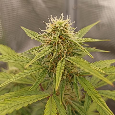 Blueberry Zkittlez Automatic growlog timeline photo