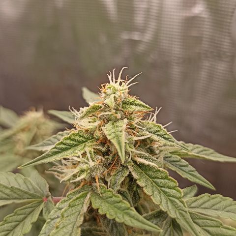 Blueberry Zkittlez Automatic growlog timeline photo