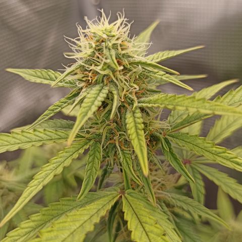 Blueberry Zkittlez Automatic growlog timeline photo