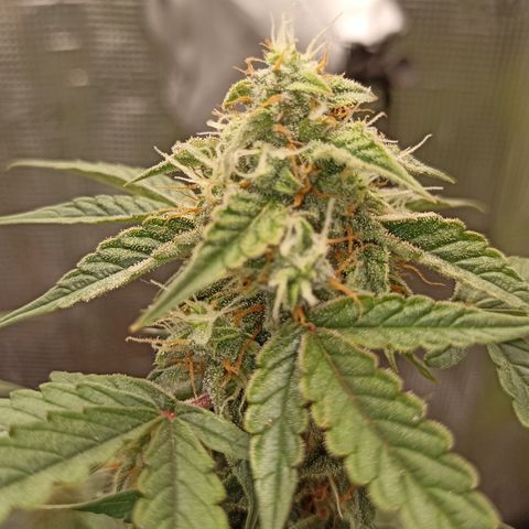 Blueberry Zkittlez Automatic growlog timeline photo