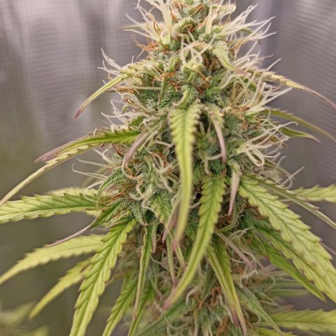 Blueberry Zkittlez Automatic growlog timeline photo