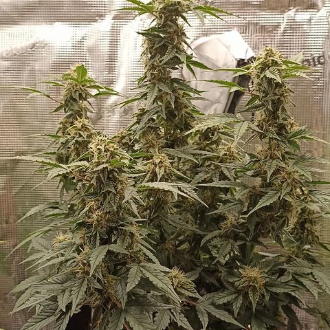 Blueberry Zkittlez Automatic growlog timeline photo
