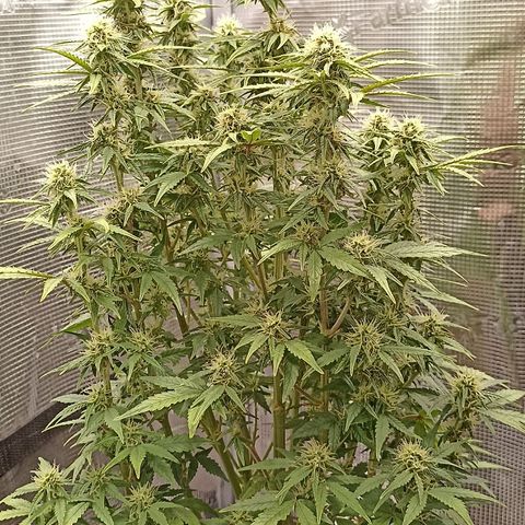Blueberry Zkittlez Automatic growlog timeline photo