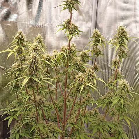 Blueberry Zkittlez Automatic growlog timeline photo