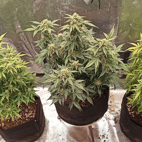 Blueberry Zkittlez Automatic growlog timeline photo