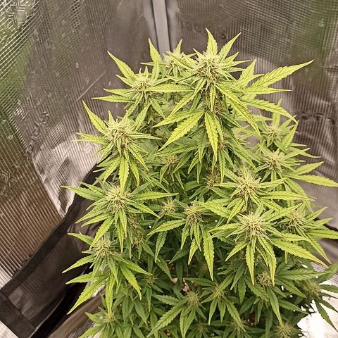 Blueberry Zkittlez Automatic growlog timeline photo