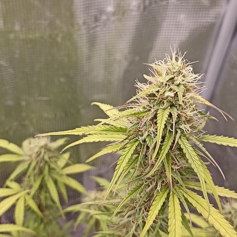Blueberry Zkittlez Automatic growlog timeline photo